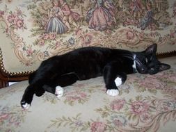 black and white cat is sleeping on the couch
