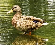 female mallard in wildlife