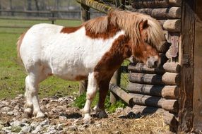 pony near a wooden house