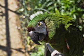 charming Parrot Bird