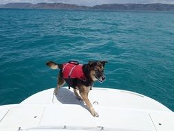 dog in a life jacket on a boat