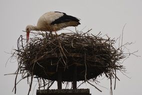 nesting stork