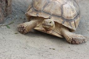 large turtle in the zoo