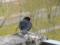 blackbird sits on the edge of a stone