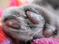 cute fluffy cat's paw