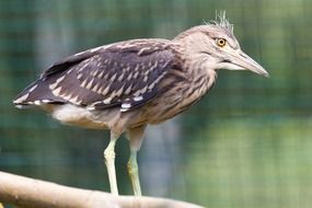 bird on a wooden stick