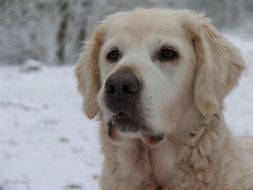 portrait of a golden retriever in winter