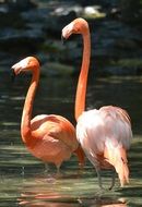 pink flamingos at the philadelphia zoo