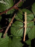 closeup picture of stick insect camouflages on a branch