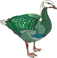 Clipart of Green and White Bird