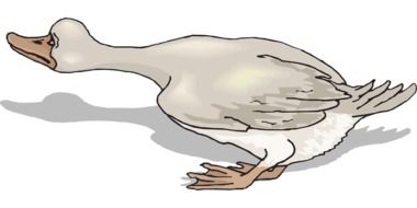 grey Duck drawing