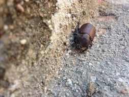 brown beetle on the sand