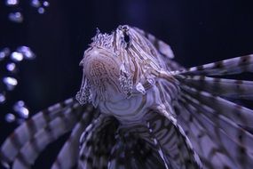 Black and white fish in the aquarium