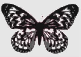 black and white butterfly on a gray background, drawing