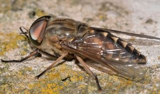 closeup of a horse-fly
