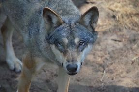wolf in the forest