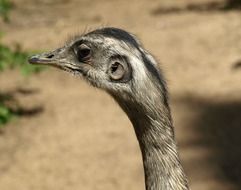 head of a flightless bird close up in the wild