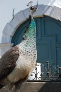 big beautiful Peacock Iridescent