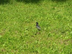 small bird in green grass on a sunny day