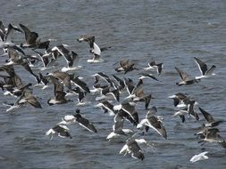 birds above water on fiery land