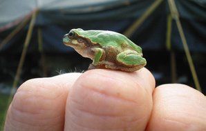 small green frog on finger