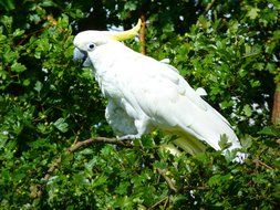 white Cockatoo on a green tree on a sunny day