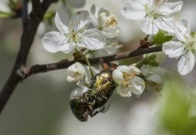 golden beetle in apple blossom