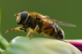 Macro photo of the bee on the plant close-up on blurred background
