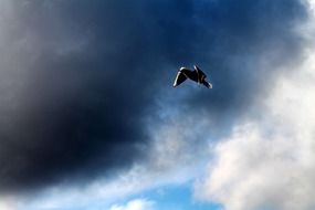 bird flight under dark clouds