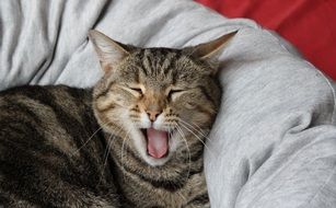 Picture of the yawning cat