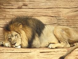 Beautiful and cute lion in Africa