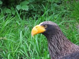 Adler with a yellow beak close-up