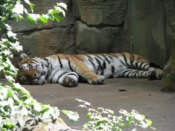 sleeping tiger in a stone aviary