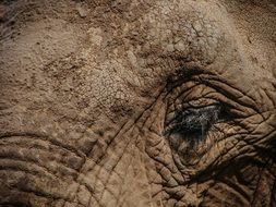 Elephant Eye