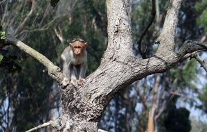 young Bonnet Macaque on tree in Wild