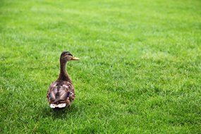 Brown Duck on green grass