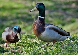 beautiful and cute Duck Drake