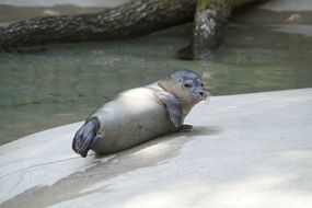 sweet relaxed seal