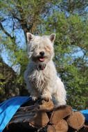 West Highland White Terrier on the wood