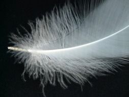 swan feather on white background