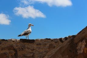 enchanting Seagull Bird