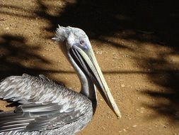 gray pelican on yellow sand