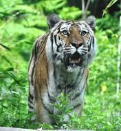 Tiger in the forest