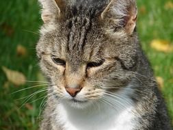 portrait of a cat in nature