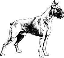 Boxer Dog drawing