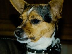 dog collar with spikes