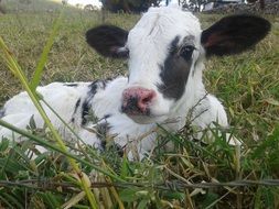 white calf with black spots lies on the green grass