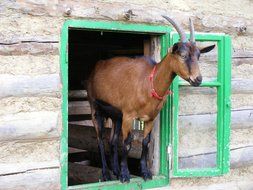 farm goat in window