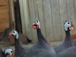 gray turkeys on a farm