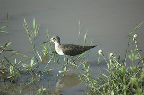 Solitary Sandpiper Bird